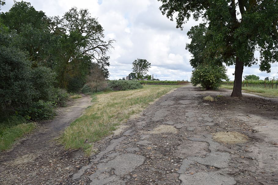 trees, path, country, nature, plant, direction, the way forward HD wallpaper