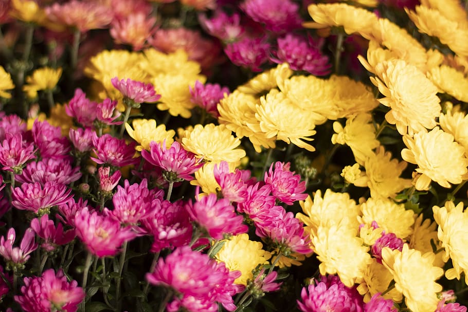 flowers, fall, colors, pink, yellow, nature, autumn, bloom HD wallpaper