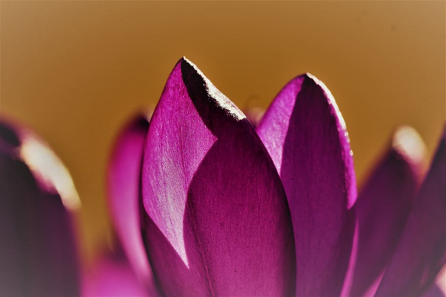 crocus, violet, garden spring, bloom, spring awakening, nature HD wallpaper
