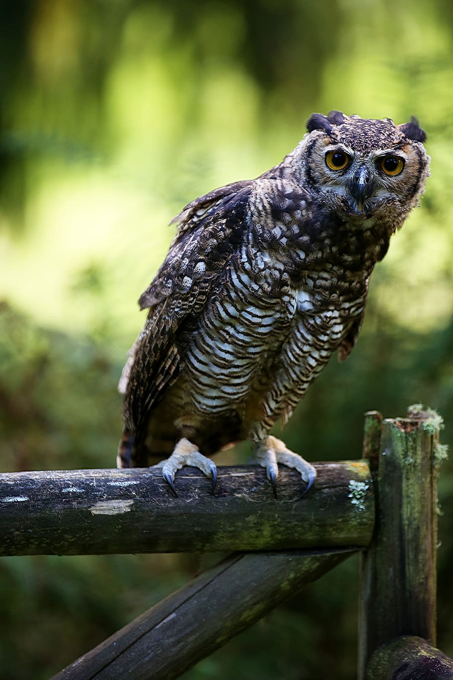 owl, gate, birds, predator, feather, plumage, nature, forest HD wallpaper