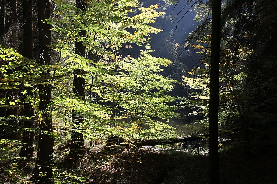 forest, autumn, sun, tree, plant, nature, land, growth, day HD wallpaper