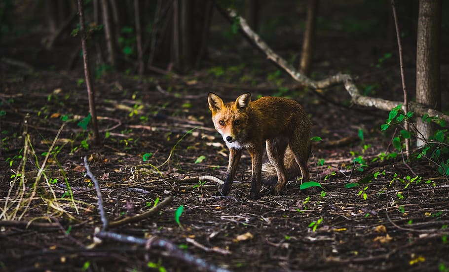 fox, wild, animal, fast, sly, animal themes, mammal, one animal HD wallpaper
