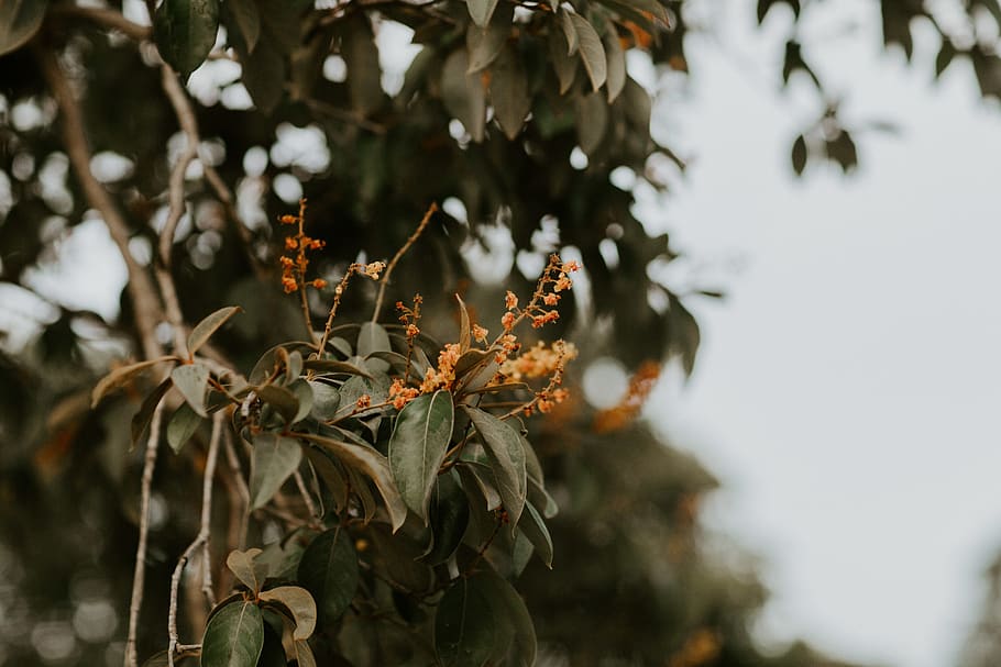 Orange Flowers, blur, branch, close-up, color, daylight, leaves HD wallpaper