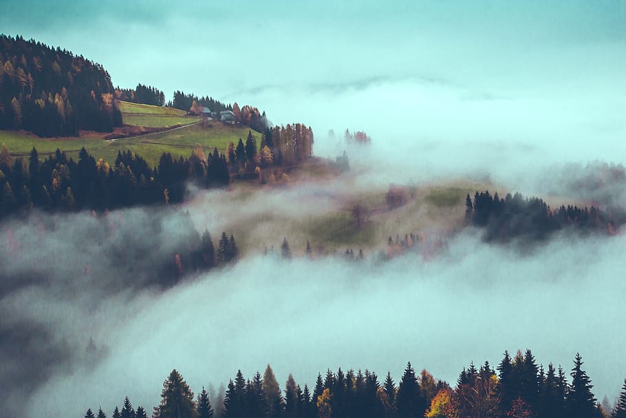 pine trees under white clouds, nature, outdoors, plant, abies HD wallpaper