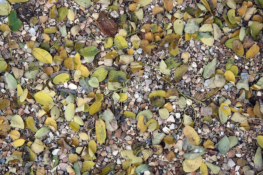 autumn leaves, background, full frame, backgrounds, plant part HD wallpaper
