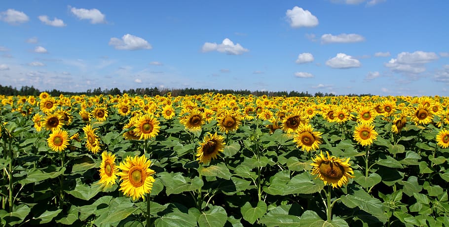 ukraine, flowers, sunflowers, flowering plant, beauty in nature