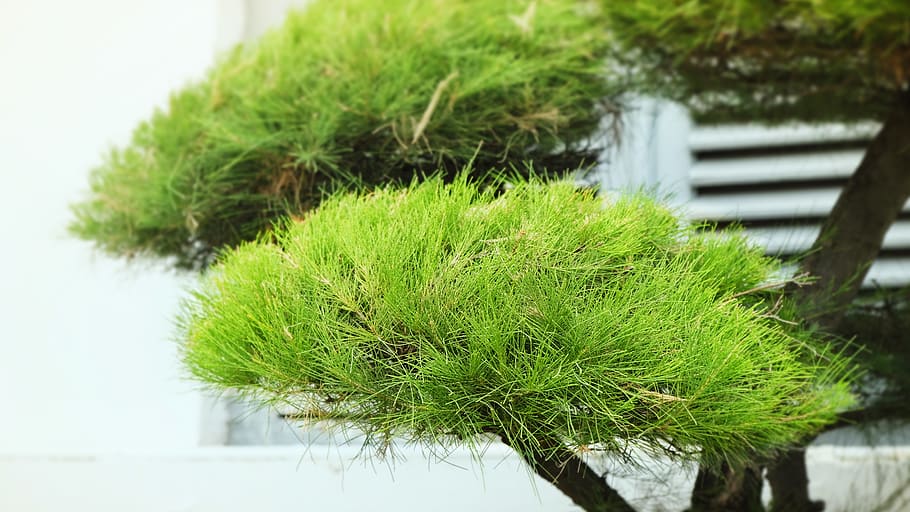 indonesia, jakarta, plant, growth, green color, focus on foreground HD wallpaper