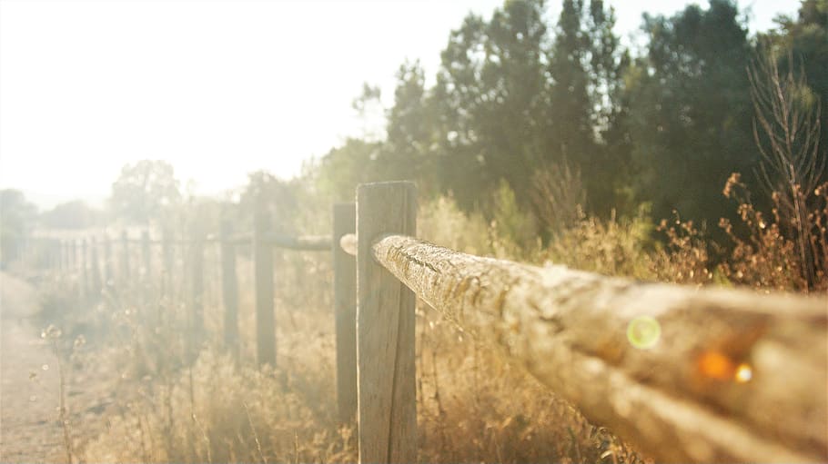 summer, tree, plant, nature, fence, barrier, boundary, day HD wallpaper