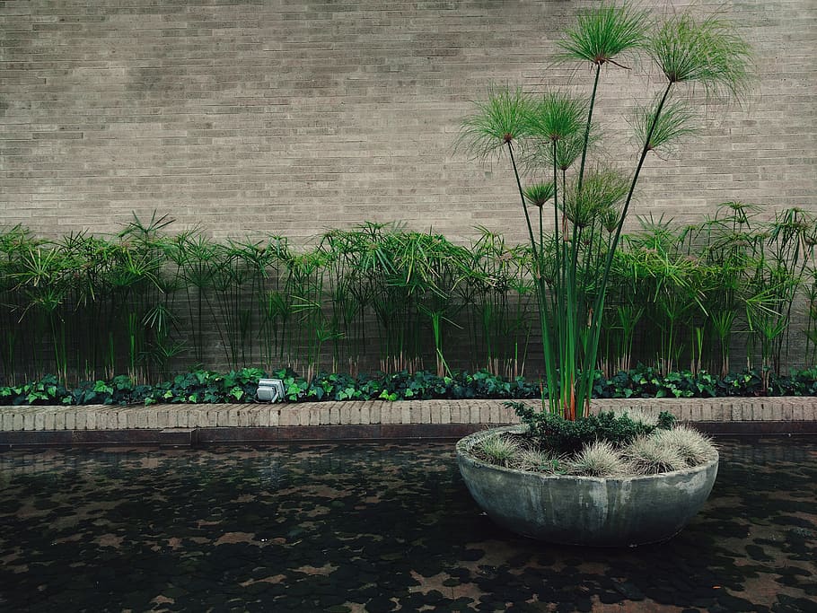 architecture, nature, plant, growth, potted plant, green color HD wallpaper