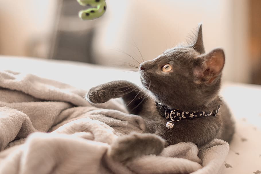grey cat on white textile, domestic, pets, mammal, domestic animals HD wallpaper