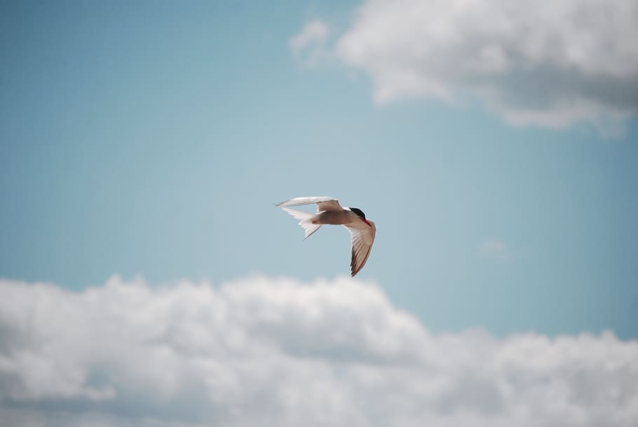 white bird flying during daytime, animal themes, cloud - sky HD wallpaper
