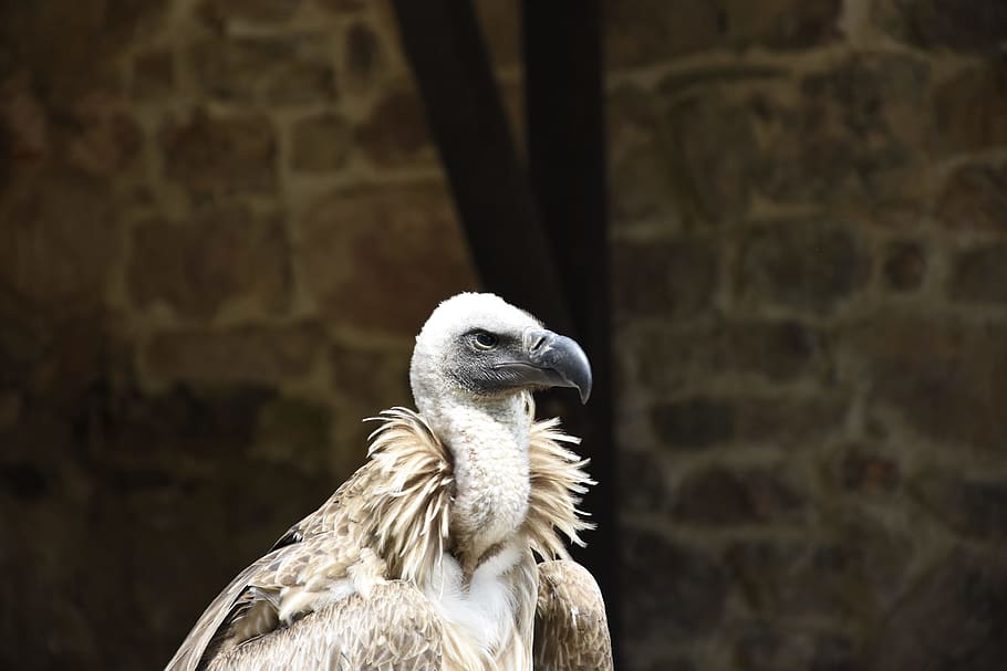 focus photography of bird, face, vulture, neck, feather, wing