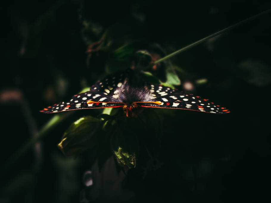 butterfly, nature, insect, animal wildlife, animal themes, one animal HD wallpaper