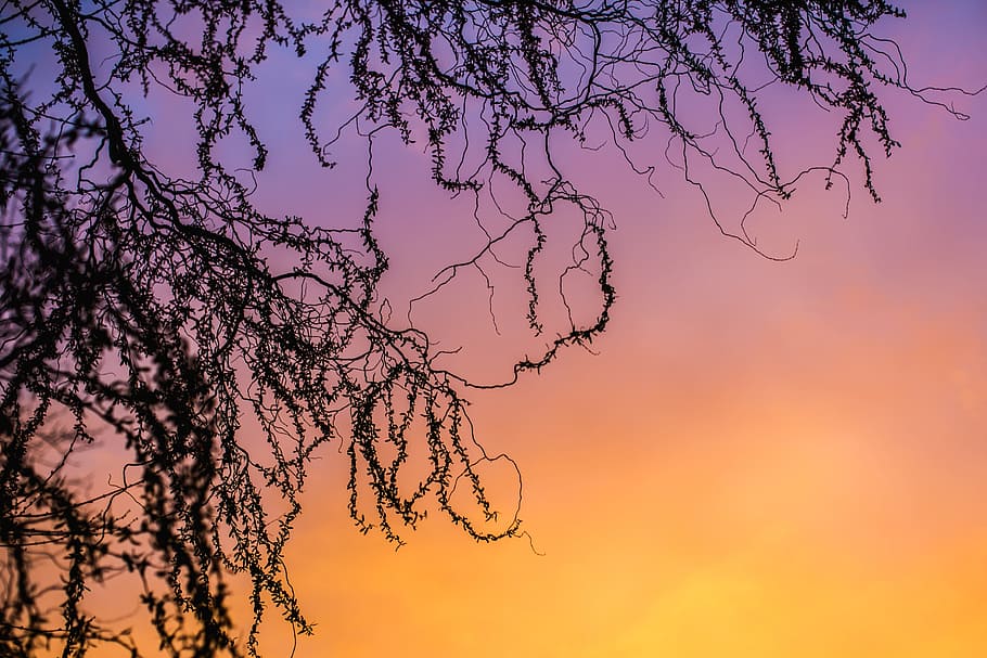 Tree Branches At Sunset Photo, Sky, Backgrounds, Colourful, Trees HD wallpaper