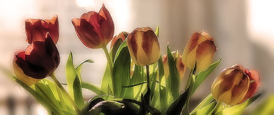 tulipe flowers, plant, flowering plant, beauty in nature, growth HD wallpaper