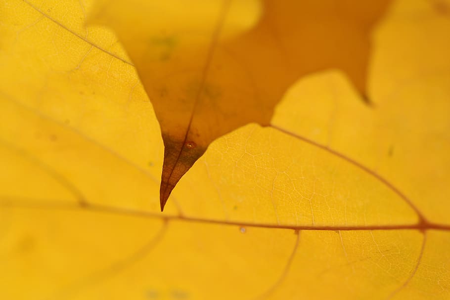 plant part, leaf, yellow, leaf vein, close-up, autumn, no people HD wallpaper