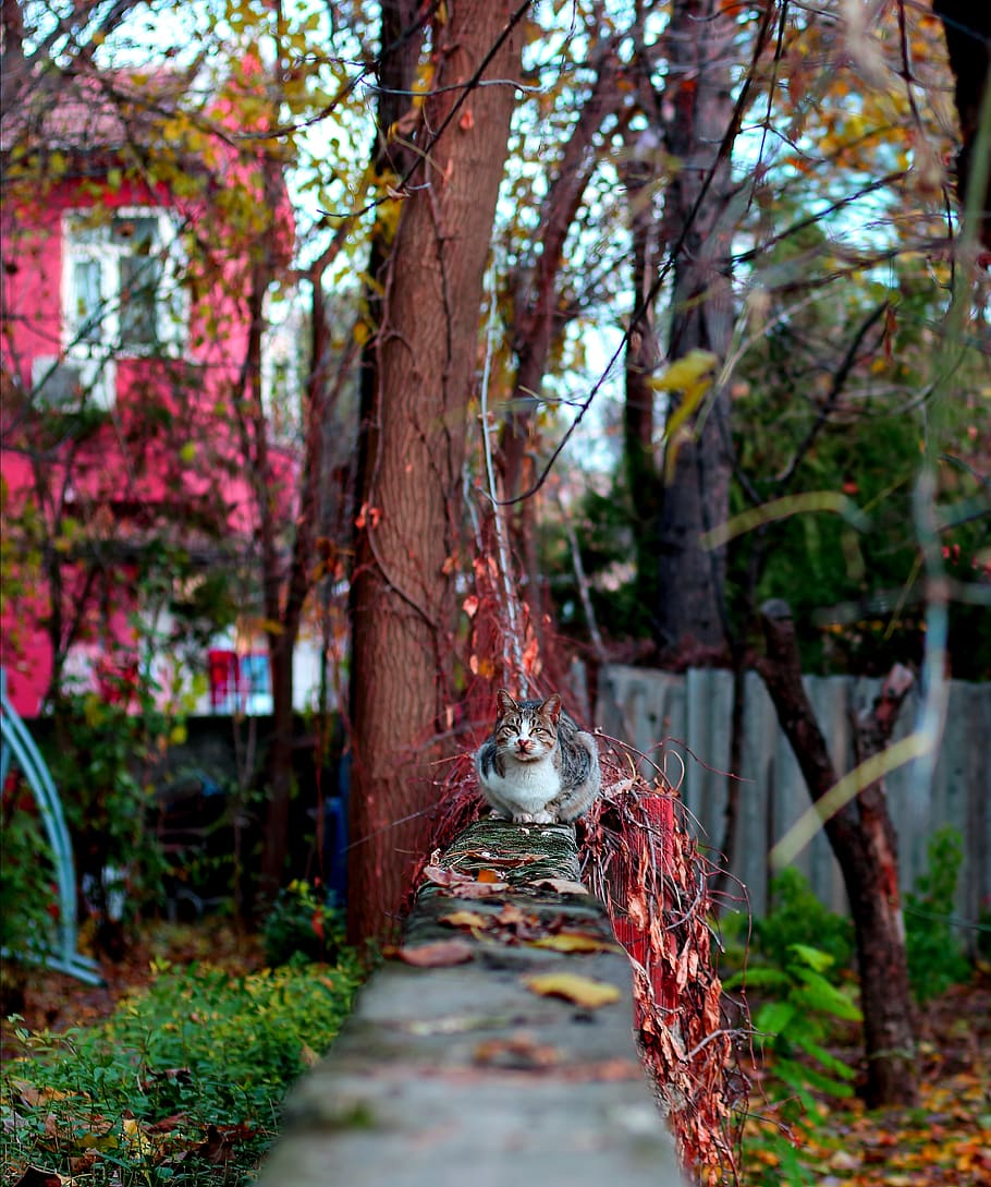 tree, plant, tree trunk, bird, animal, leaf, cat, bird feeder HD wallpaper