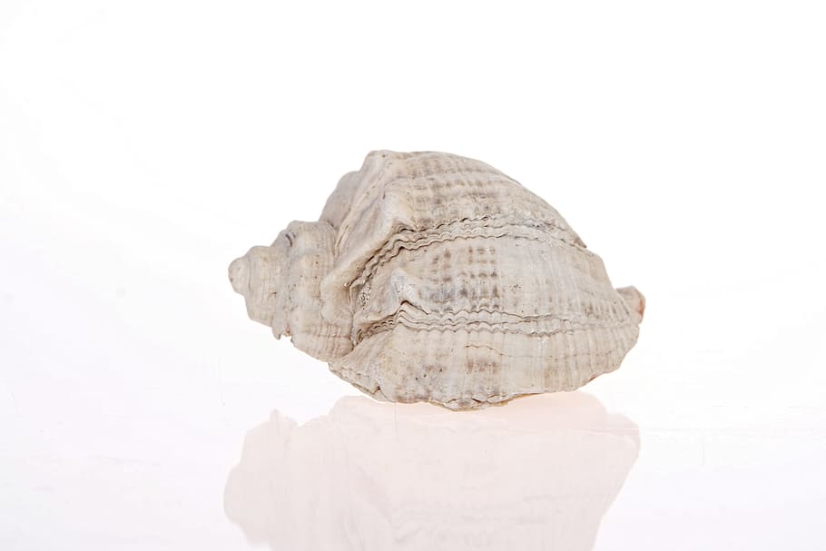seashell, isolated, one, reflection, white, studio shot, white background HD wallpaper