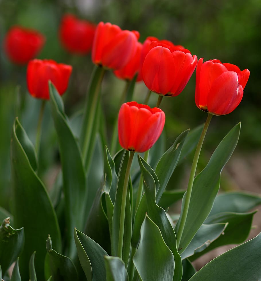 tulips, red, flowers, spring, supplies, nature, flowering plant HD wallpaper
