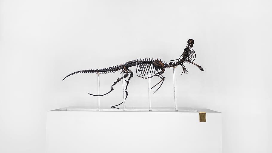 animal skeleton decor, animal themes, studio shot, indoors, no people HD wallpaper
