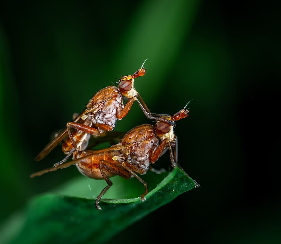 Macro Photography of Two Fly on Leaf, animal, breed, bug, close-up HD wallpaper