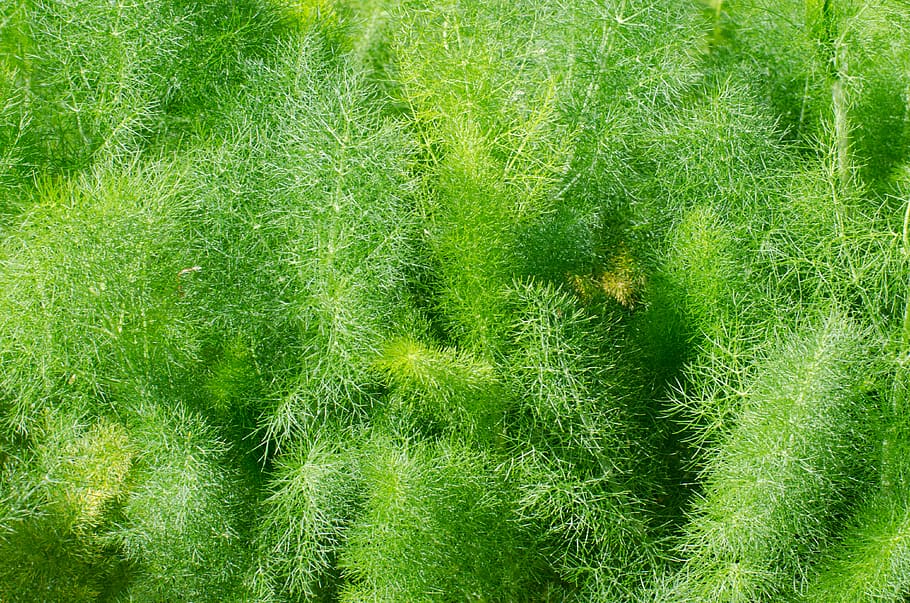nature, végétation, fenouil, pattern, fraîcheur, verdure HD wallpaper