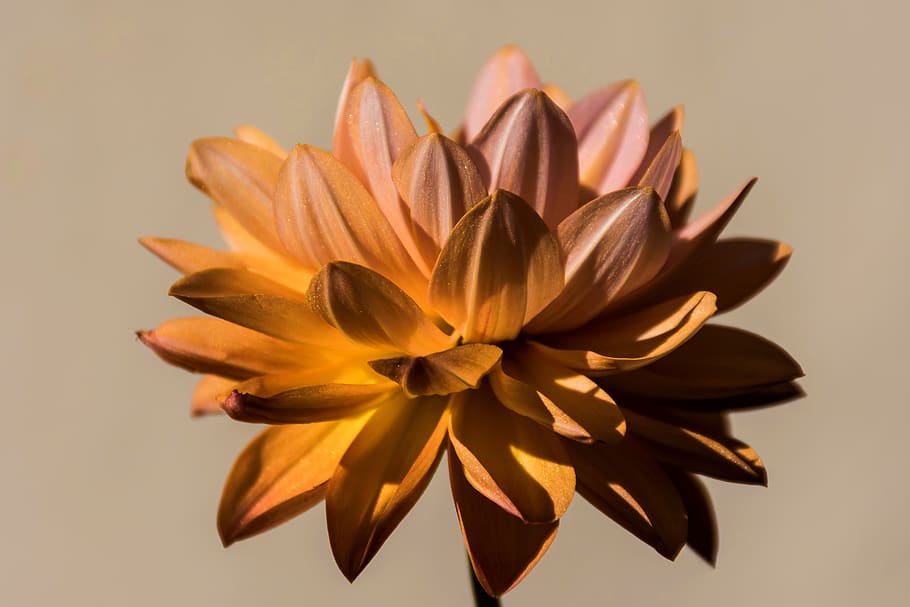 flower, spring, nature, bloom, flora, beauty, close, colorful HD wallpaper