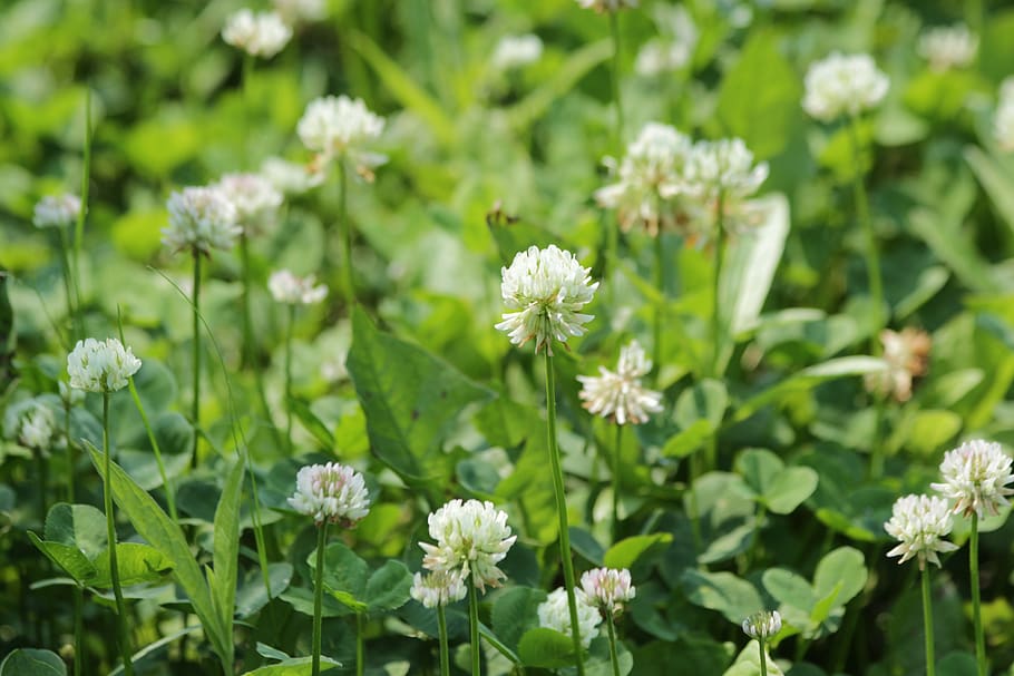 clover, bloom, white clover, grass, summer, nature, flowers, HD wallpaper