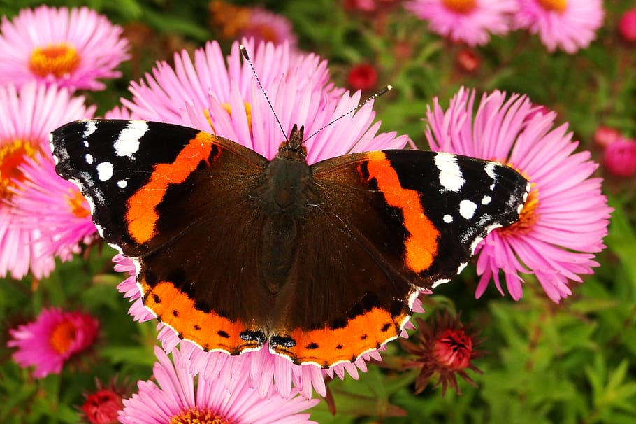 flower, insect, animal wildlife, invertebrate, animal themes HD wallpaper