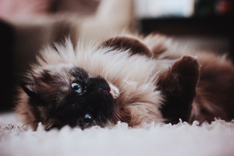 cat kitty fluffy, animal themes, mammal, one animal, domestic HD wallpaper