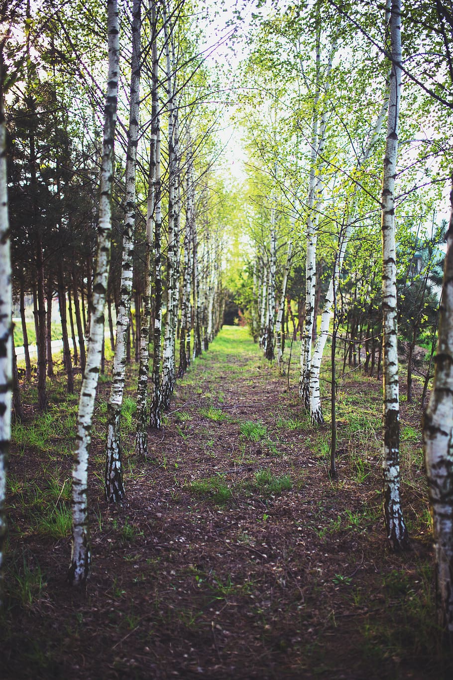 Birch forest, branch, environment, flora, grass, growth, guidance HD wallpaper