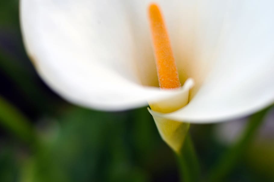 lily, cala lilly, flowers, spring, bloom, colors, flowering plant HD wallpaper