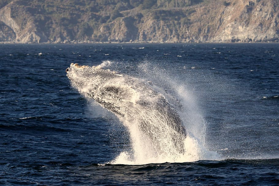 whale, humpback, breaching, jumping, ocean, mammal, animal HD wallpaper