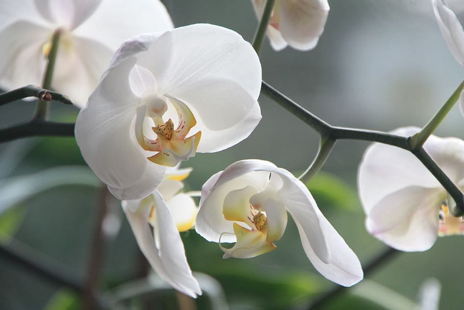 White Moth Orchids, bloom, blur, close-up, flora, flowers, macro HD wallpaper