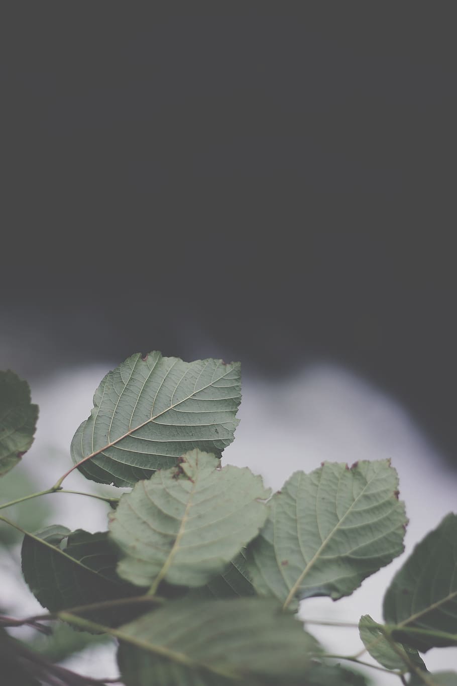 turkey, trabzon, tree, nature, landscape, green, leaves, leaf HD wallpaper