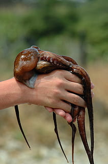 brown octupus, animal, invertebrate, sea life, octopus, finger HD wallpaper