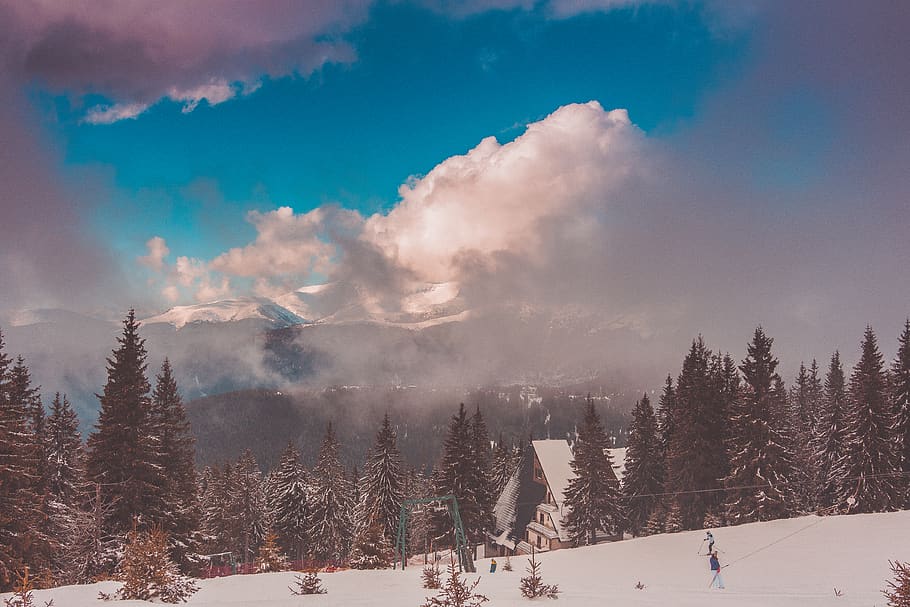 house surrounded by pine trees, winter, snow, plant, cold temperature HD wallpaper