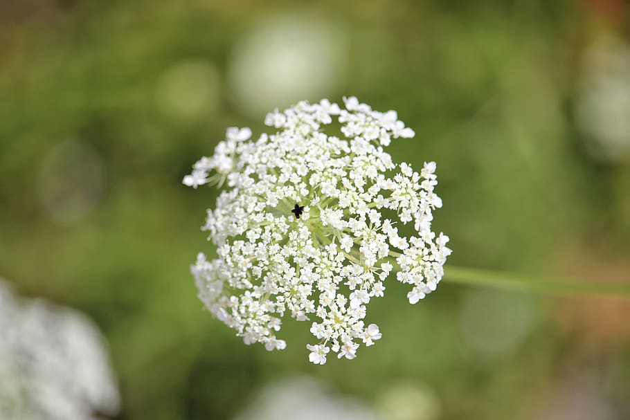 white, flower, green, blur, botanic, botanical, snow, background HD wallpaper