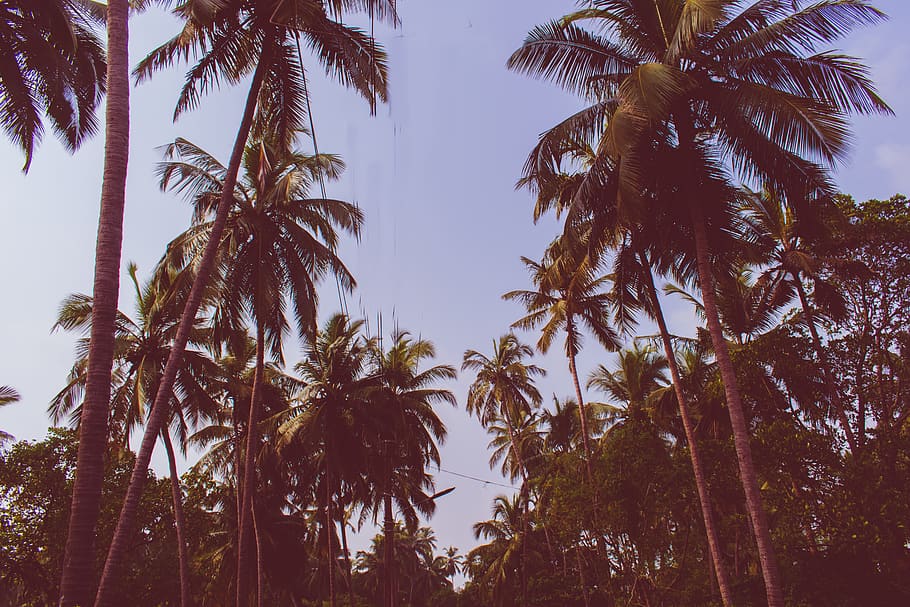 green coconut trees during daytime, palm tree, plant, growth HD wallpaper