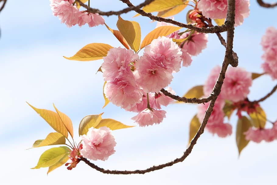 spring, spring flowers, nature, plants, season, garden, flowering HD wallpaper