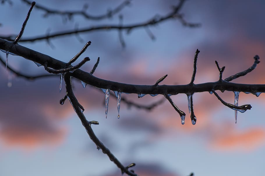 Brown Tree Branch With Ice, blur, blurred background, branches HD wallpaper