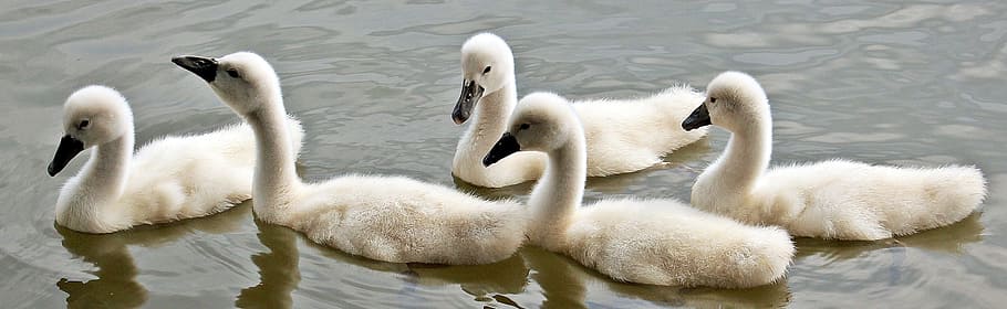swan, duck, white, bird, animal, wild, nature, swimming, water HD wallpaper