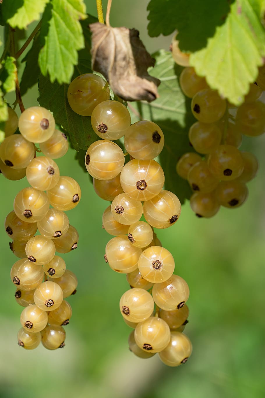 currants, white, white currants, garden, in the garden, vegetable garden HD wallpaper