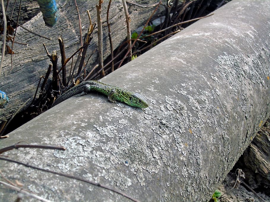 ukraine, lizard, green, grey, wood, wild, spring, concrete HD wallpaper
