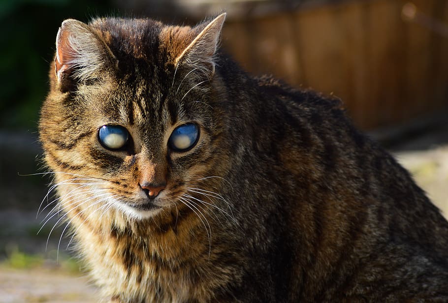 old, blind, cat, animal themes, one animal, mammal, domestic HD wallpaper