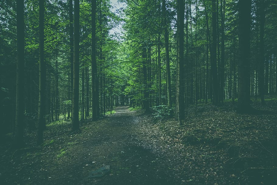 nature, forests, trees, roads, paths, fallen, leaves, trunks HD wallpaper