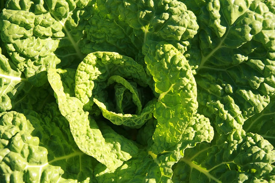 kohl, vegetables, green, healthy, food, winter vegetables, green color HD wallpaper
