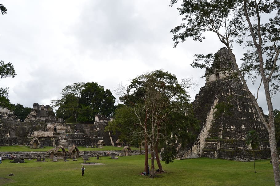guatemala, tikal, mayan, tree, plant, sky, architecture, history HD wallpaper