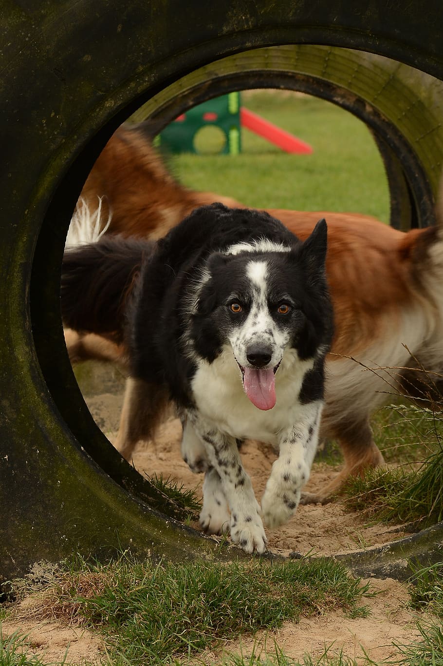 collie, dog, run, play, chase, obstacles, animal, summer, pet HD wallpaper