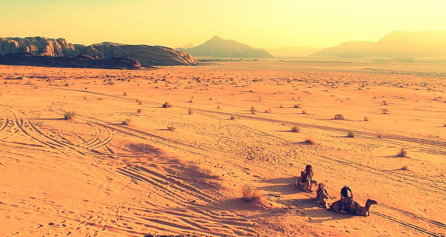 nature, landscape, desert, sand, dunes, stretch, bushes, camels HD wallpaper